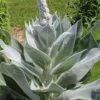 Giant Silver Mullien (Verbascum Bombyciferum) - 1 Gallon Pot