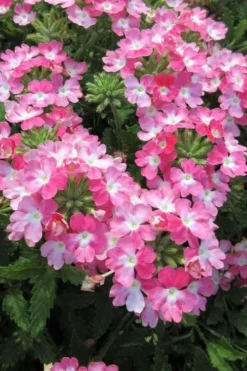 EnduraScape Pink Fizz Verbena - 10 Pack Of Pint Pots