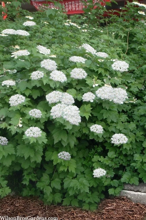 Maple Leaf Viburnum - 3 Pack Of 1.5 Quart Pots - Image 4