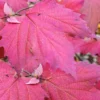 Maple Leaf Viburnum - 3 Pack Of 1.5 Quart Pots
