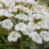 Mohican Arrowwood Viburnum - 6 Gallon Pot (4-5')
