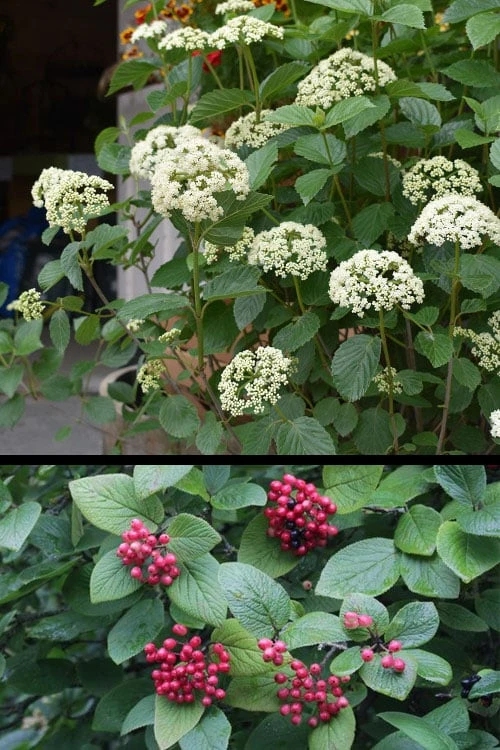 Mohican Arrowwood Viburnum - 6 Gallon Pot (4-5') - Image 6