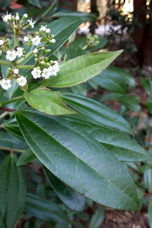 Moonlit Lace Viburnum - 6 Pack Of 1 Gallon Pots - Image 5