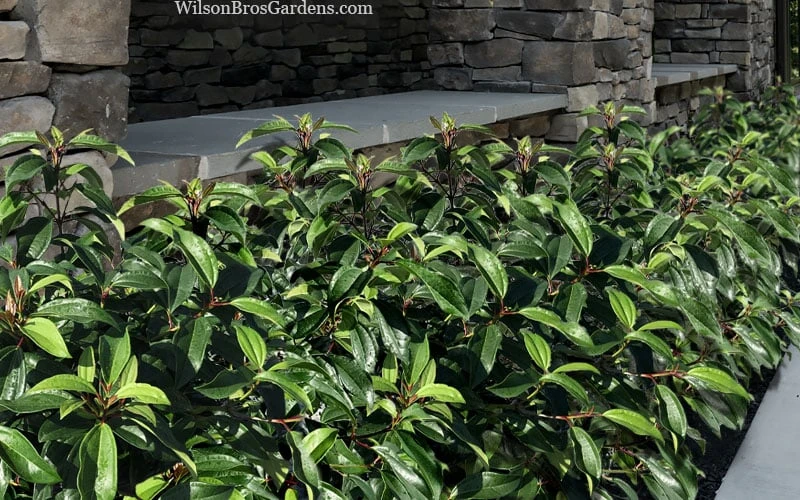 Moonlit Lace Viburnum - 7 Gallon Pot - Image 4