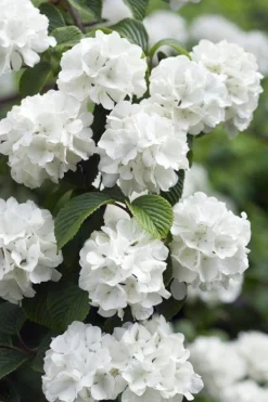 Japanese Snowball Bush (Viburnum Plicatum) - 2 Gallon Pot