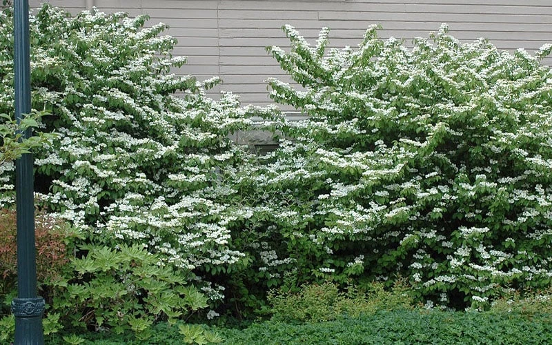 Japanese Doublefile Viburnum - 2 Gallon Pot - Image 7