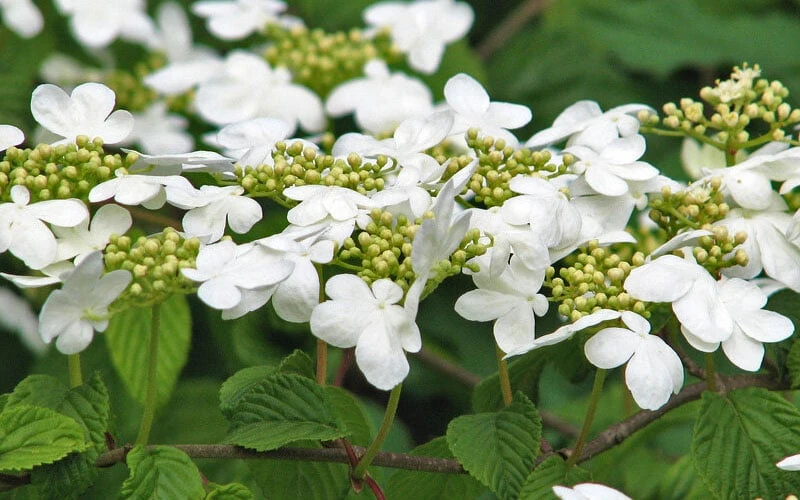 Japanese Doublefile Viburnum - 2 Gallon Pot - Image 8