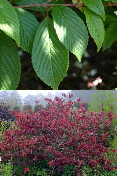 Japanese Doublefile Viburnum - 2 Gallon Pot - Image 5
