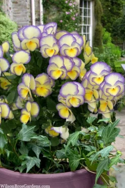 Etain Hardy Viola - 5 Pack Of Quart Pots