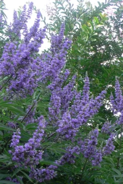 Shoal Creek Chaste Tree (Vitex) - 3 Gallon Pot