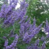 Shoal Creek Chaste Tree (Vitex) - 5 Gallon Pot